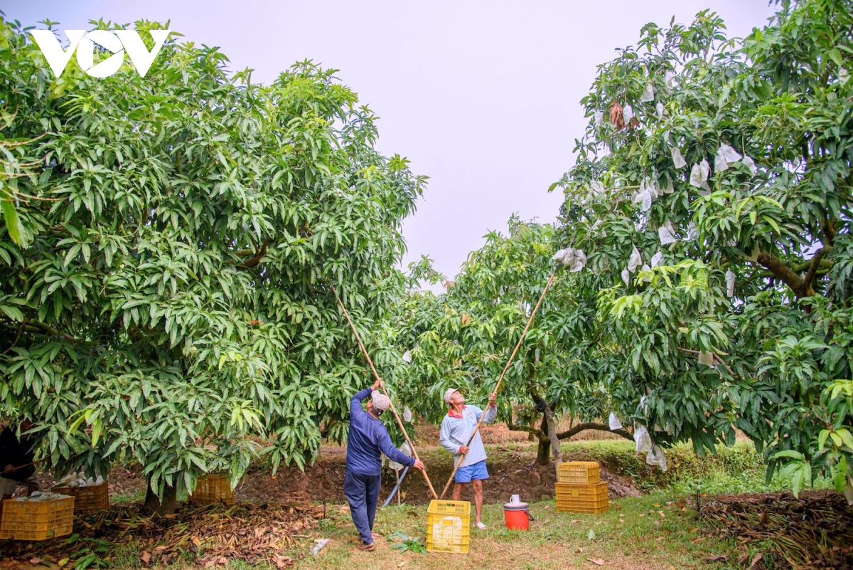 Hoàn thiện chính sách xây dựng thương hiệu nông sản Việt Nam