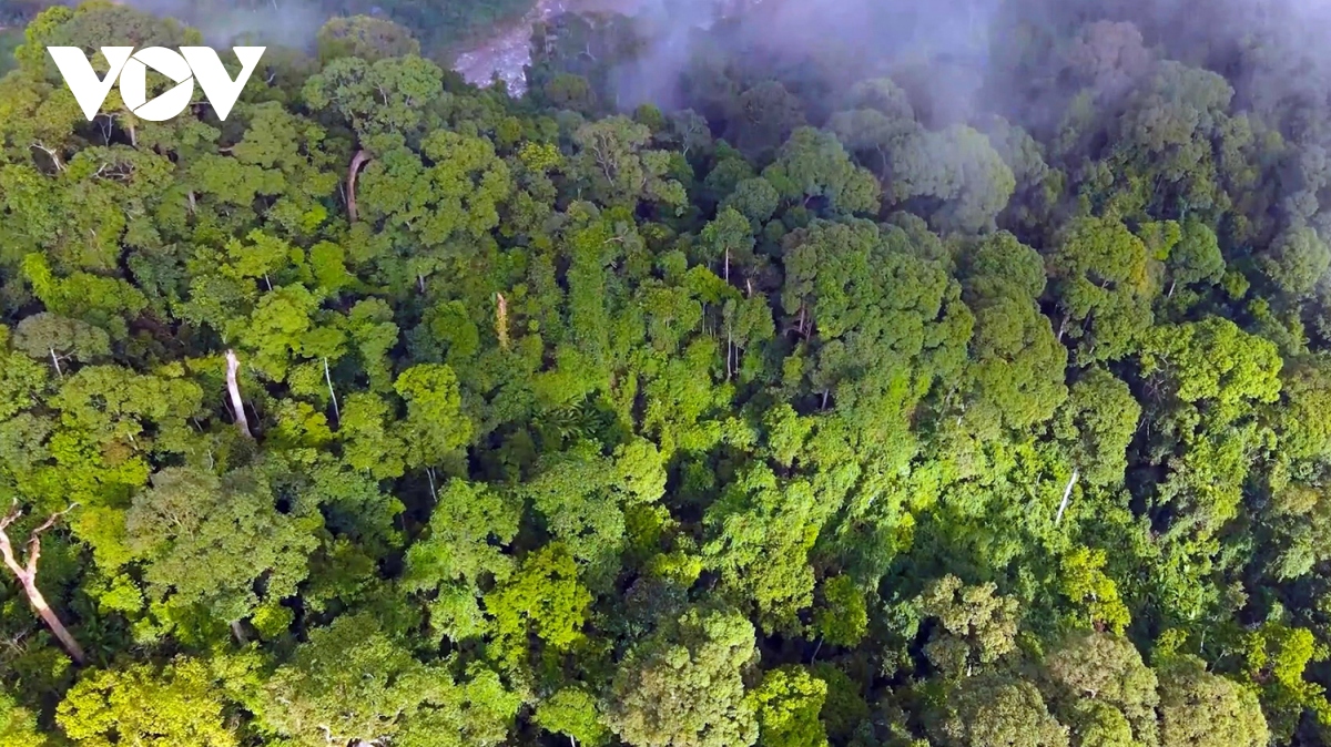 Vì sao tỉnh Quảng Nam chưa bán được tín chỉ carbon rừng?