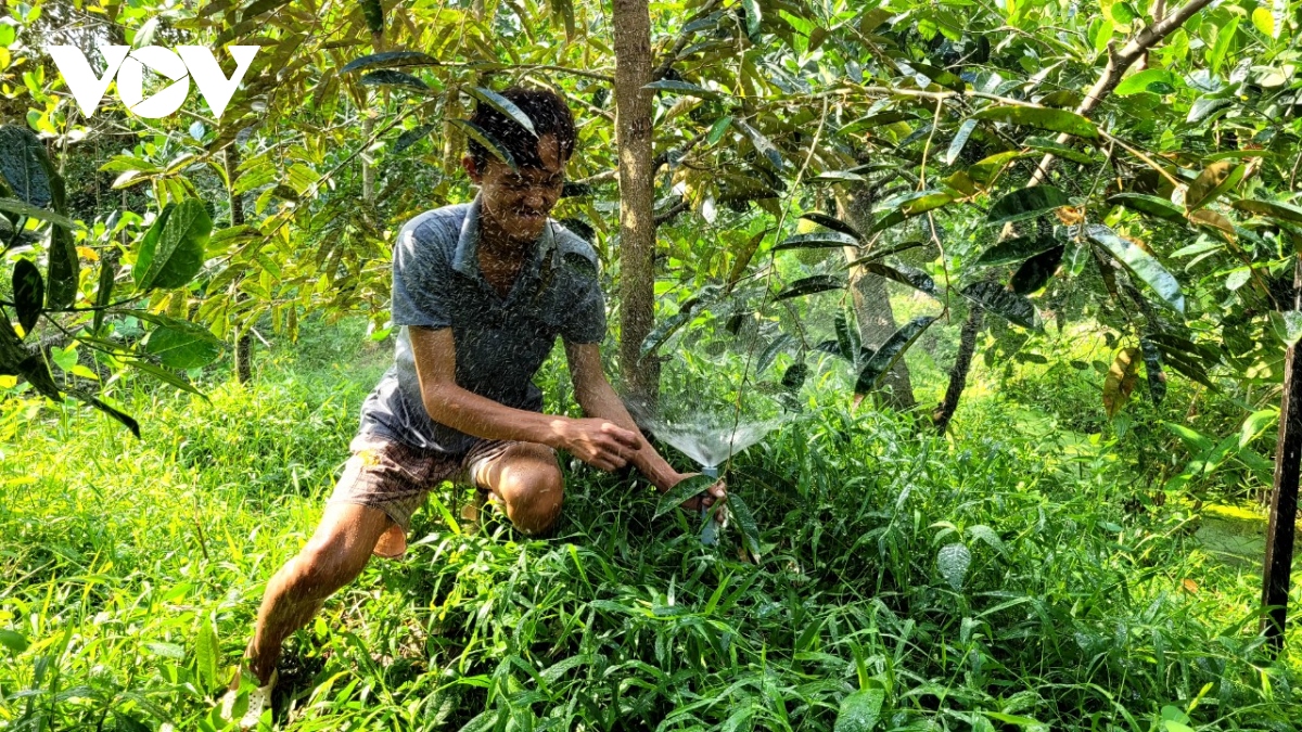 Nước mặn xâm nhập nhiều vườn sầu riêng ở Tiền Giang