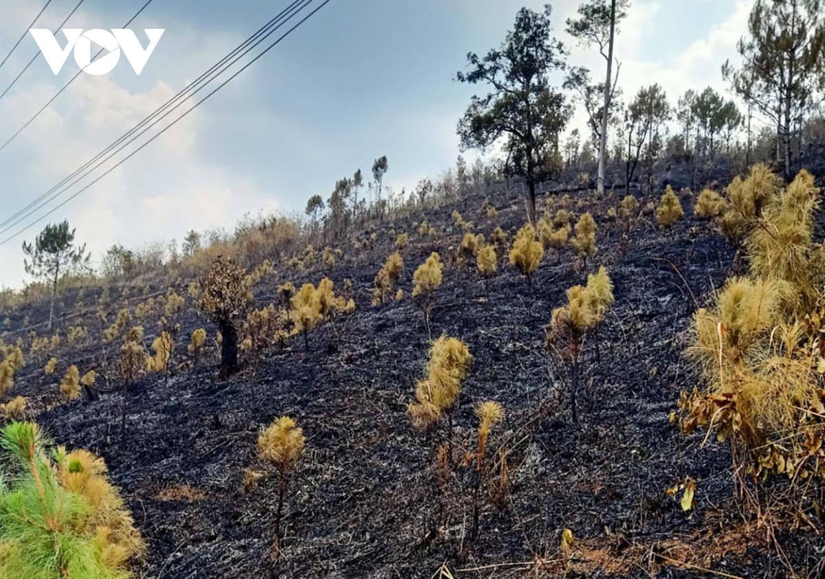 Cháy rừng trồng ở Kon Tum do bất cẩn
