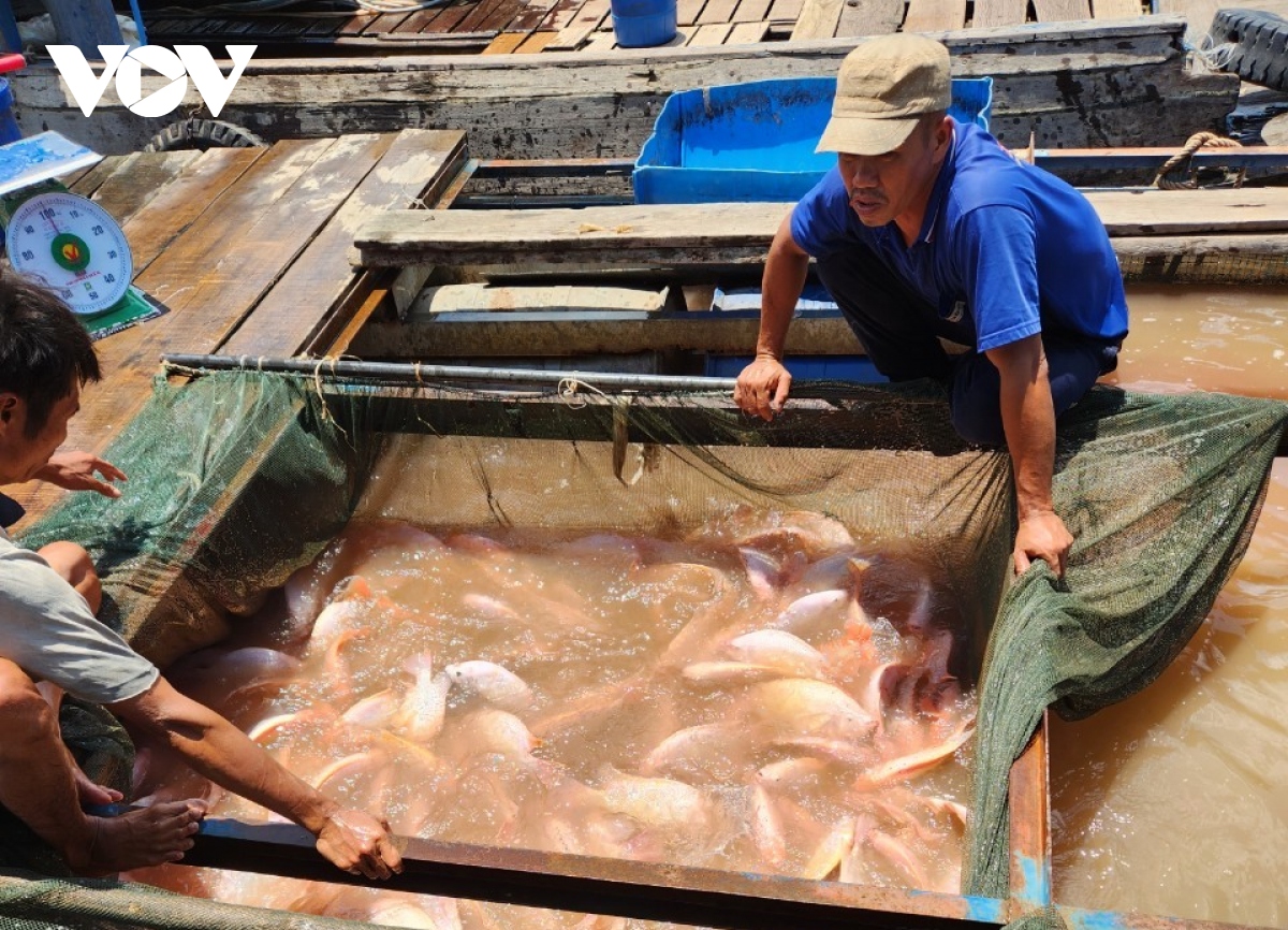Giá cá giảm sâu, ngư dân nuôi cá bè tỉnh Tiền Giang, Bến Tre điêu đứng