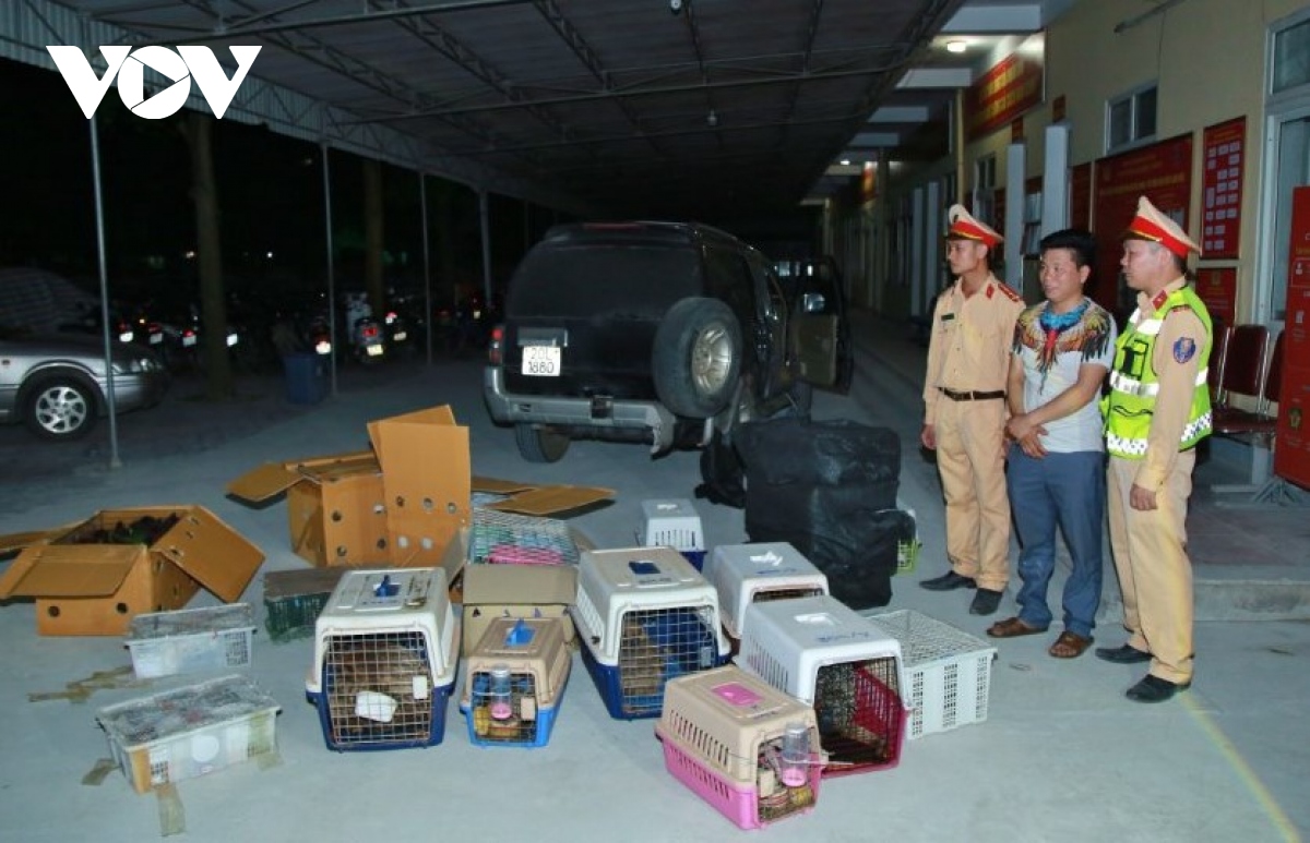 Khám chiếc xe nghi vấn phát hiện 21 thùng hàng chứa 420 cá thể động vật hoang dã