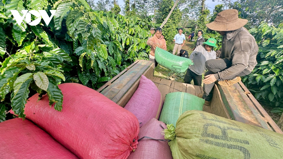 Giá cà phê hôm nay 20/9: Cà phê trong nước tăng tiếp 200 đồng/kg