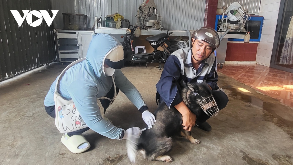 Đắk Lắk tiêm hơn 38.000 liều vaccine phòng dại cho chó, mèo