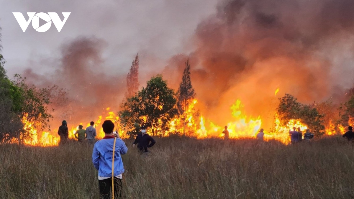 Khoảng 10 ha rừng ven biển ở Quảng Bình bị thiệt hại do cháy