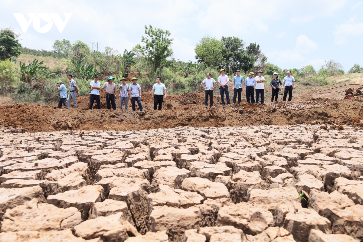 Hơn 2.000 ha cây trồng ở Đắk Lắk bị ảnh hưởng do nắng hạn