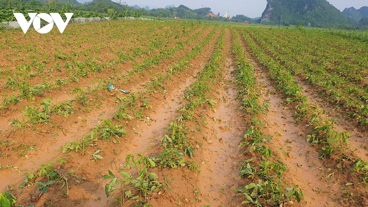 Lốc xoáy kinh hoàng gây thiệt hại hơn 700 ha cây trồng ở huyện miền núi Nghệ An