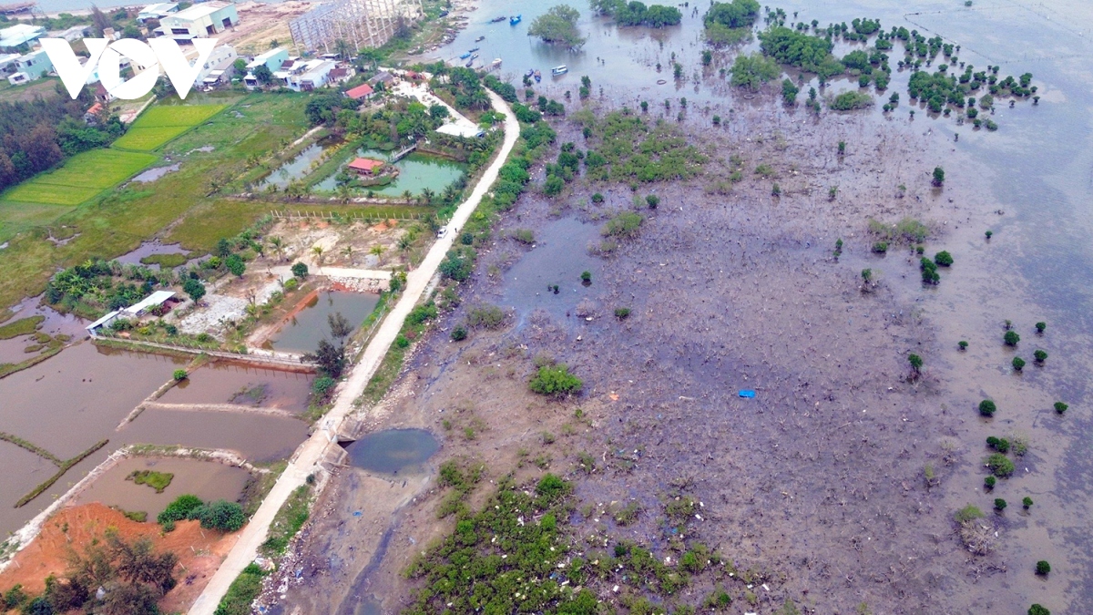 Đã tìm ra nguyên nhân gần 7ha rừng ngập mặn chết khô ở Quảng Nam