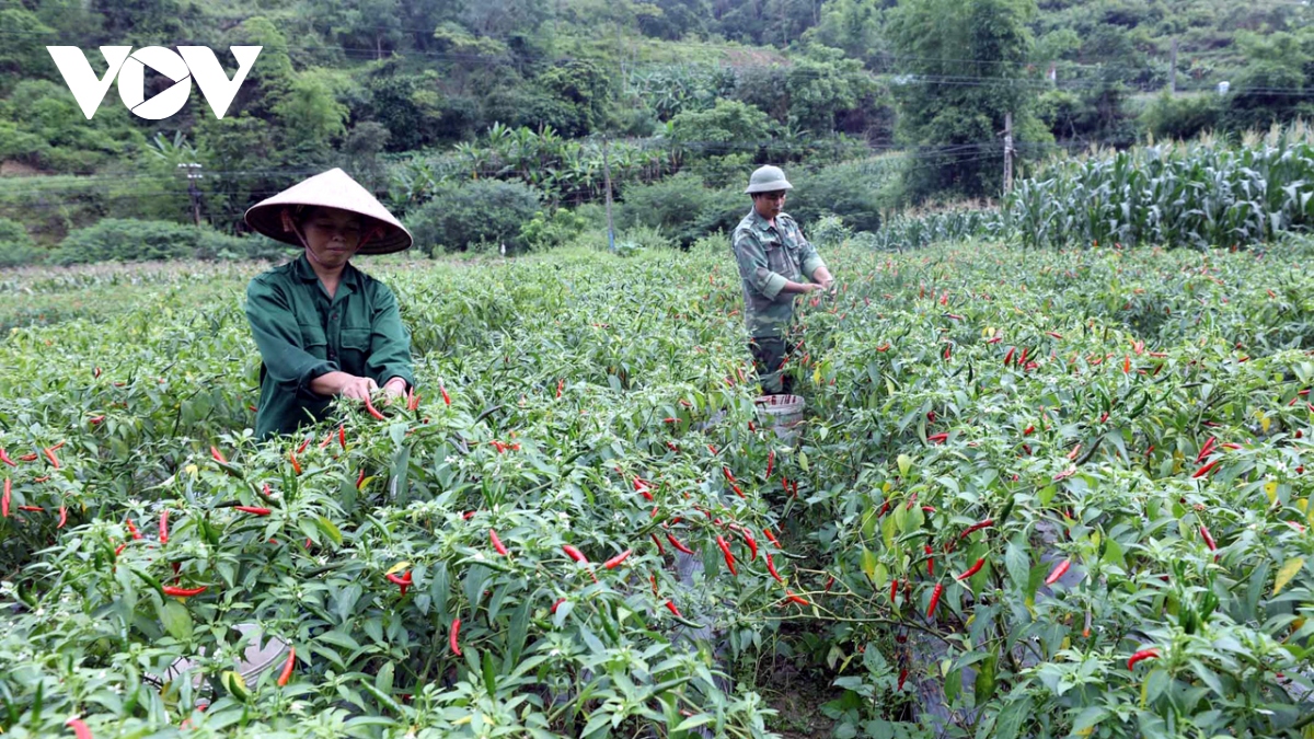 Lạng Sơn phát triển vùng ớt chuyên canh thành ngành hàng nông sản có thế mạnh