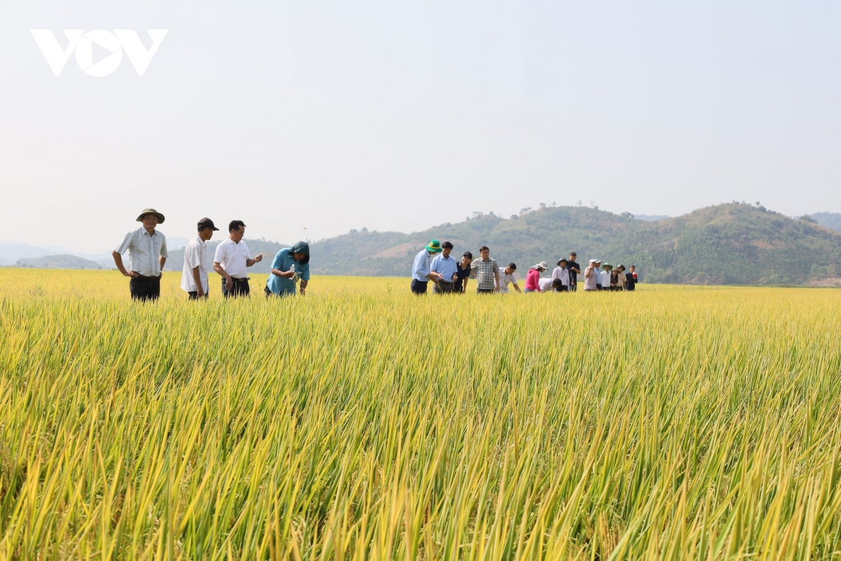 Nông dân Đắk Lắk tăng lợi nhuận từ sản xuất lúa xanh giảm phát thải