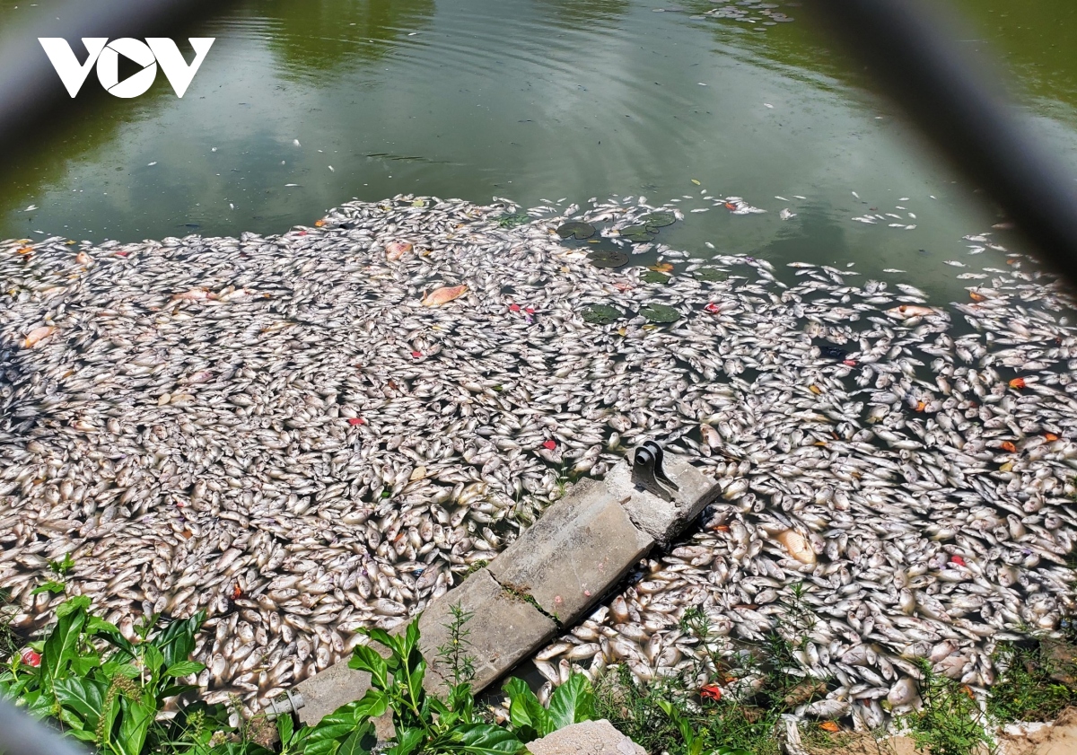 Hàng tấn cá chết ở hồ sinh thái Bàu Sen do oxy hòa tan quá thấp