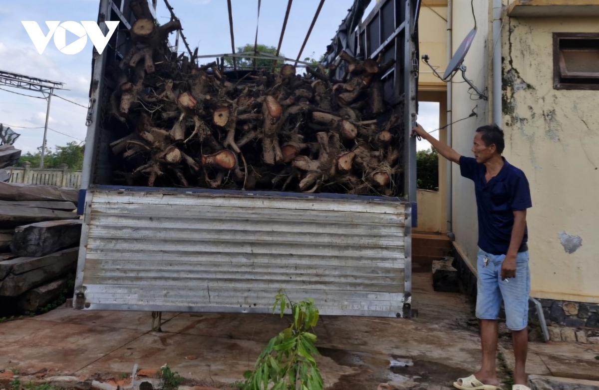 Tạm giữ gần 100 cây giáng hương không giấy tờ ở huyện Chư Sê, Gia Lai