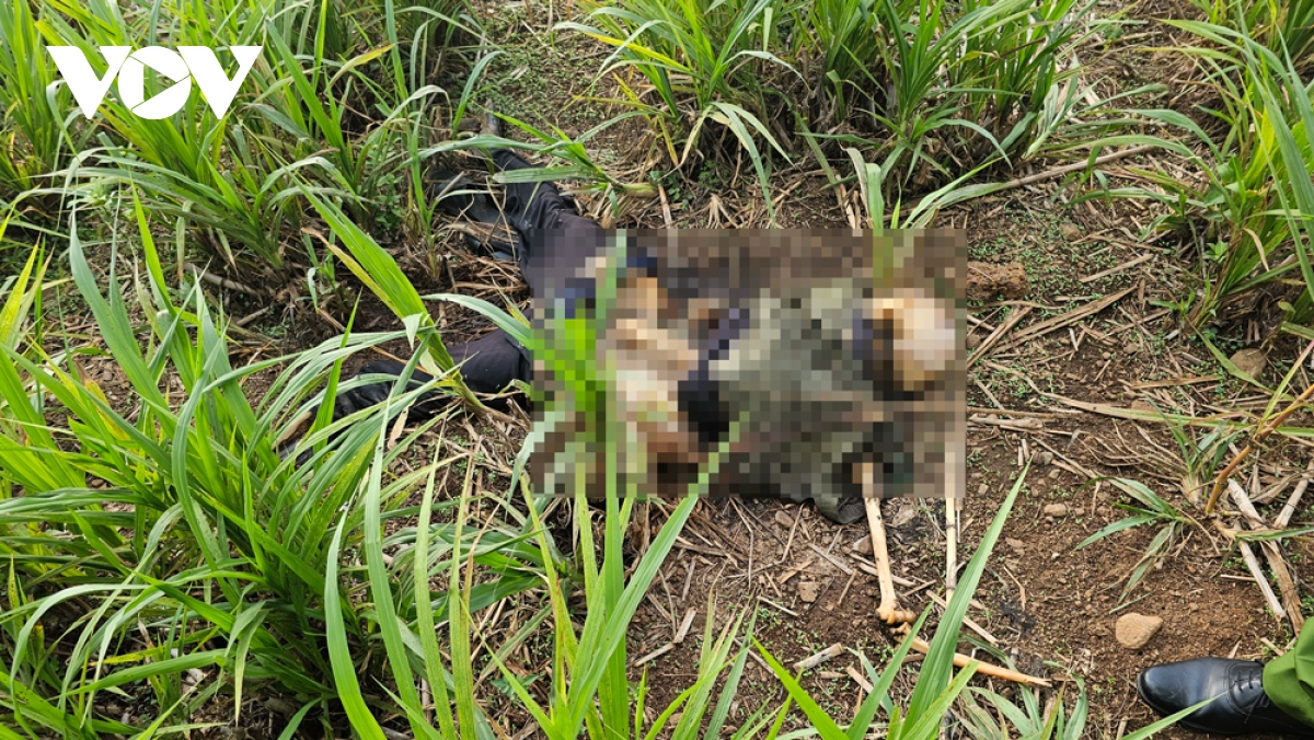 Phát hiện thi thể không nguyên vẹn trong bụi cỏ tại Bình Phước