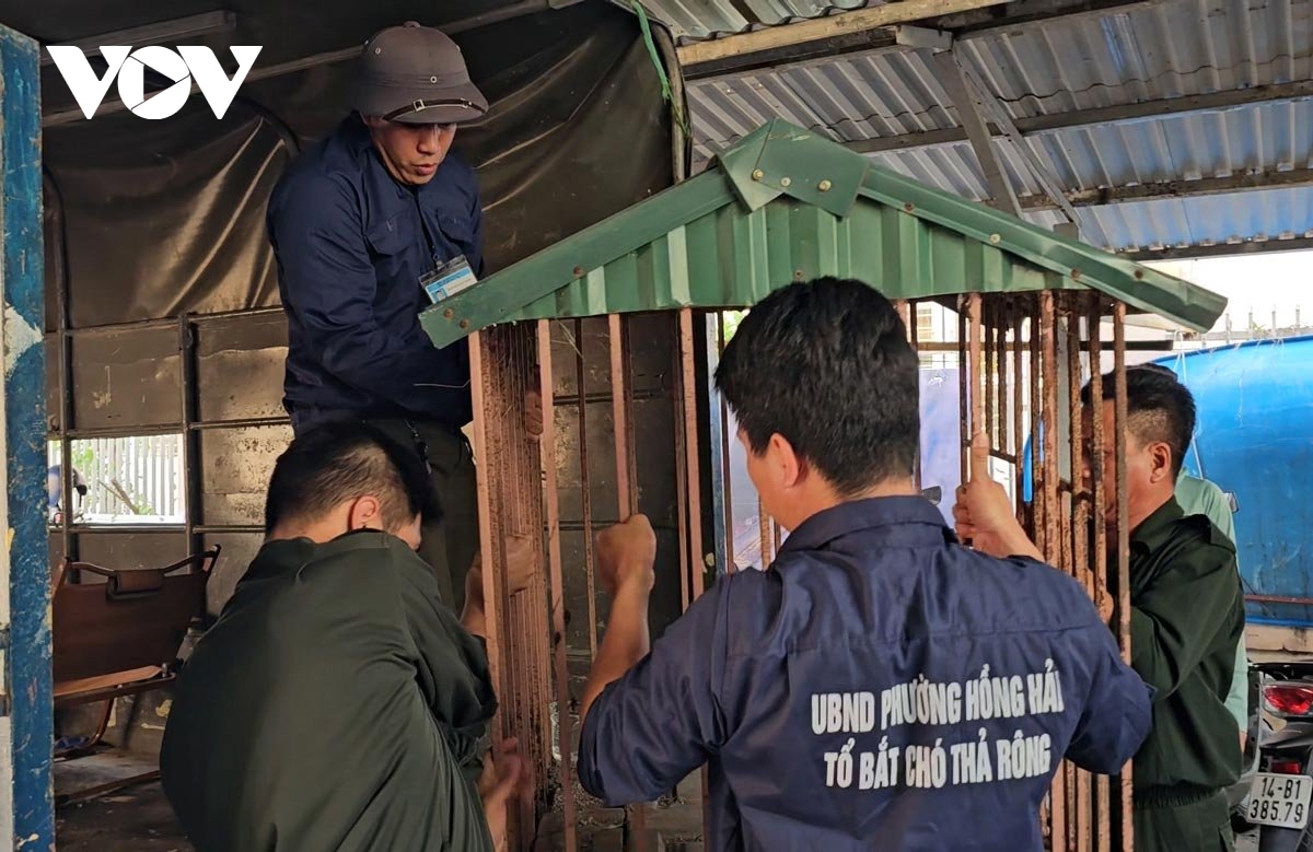Quảng Ninh: Người thả rông chó tại Hạ Long bị phạt 1,9 triệu đồng