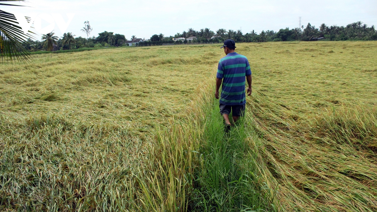 Mưa lớn ở Vĩnh Long làm hơn 1.500 ha lúa Hè Thu sắp thu hoạch bị gẫy đổ