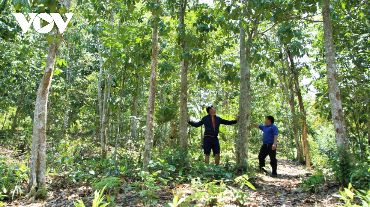 Đồng bào Cơ Tu Quảng Nam trồng rừng gỗ lớn