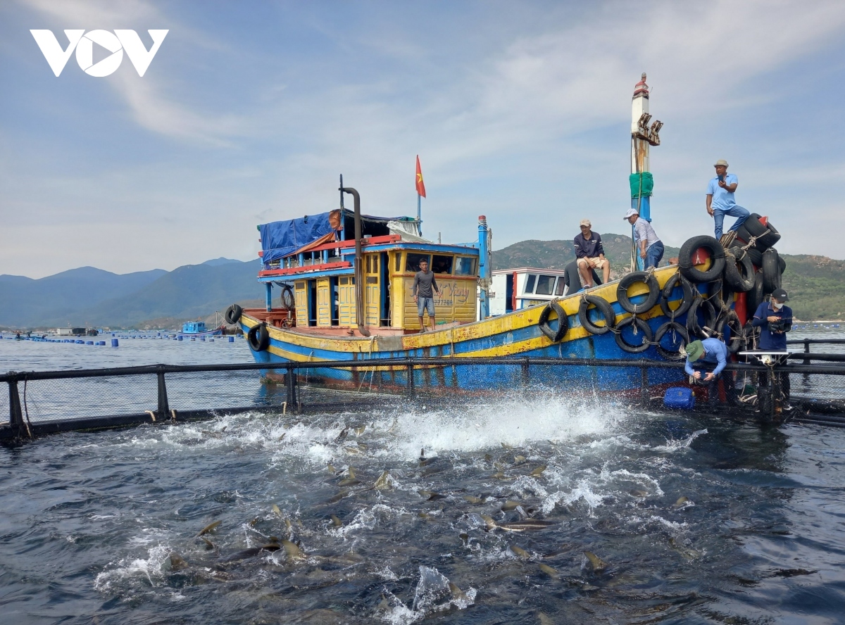 Khánh Hòa triển khai thành công nuôi thủy sản tại vùng biển hở