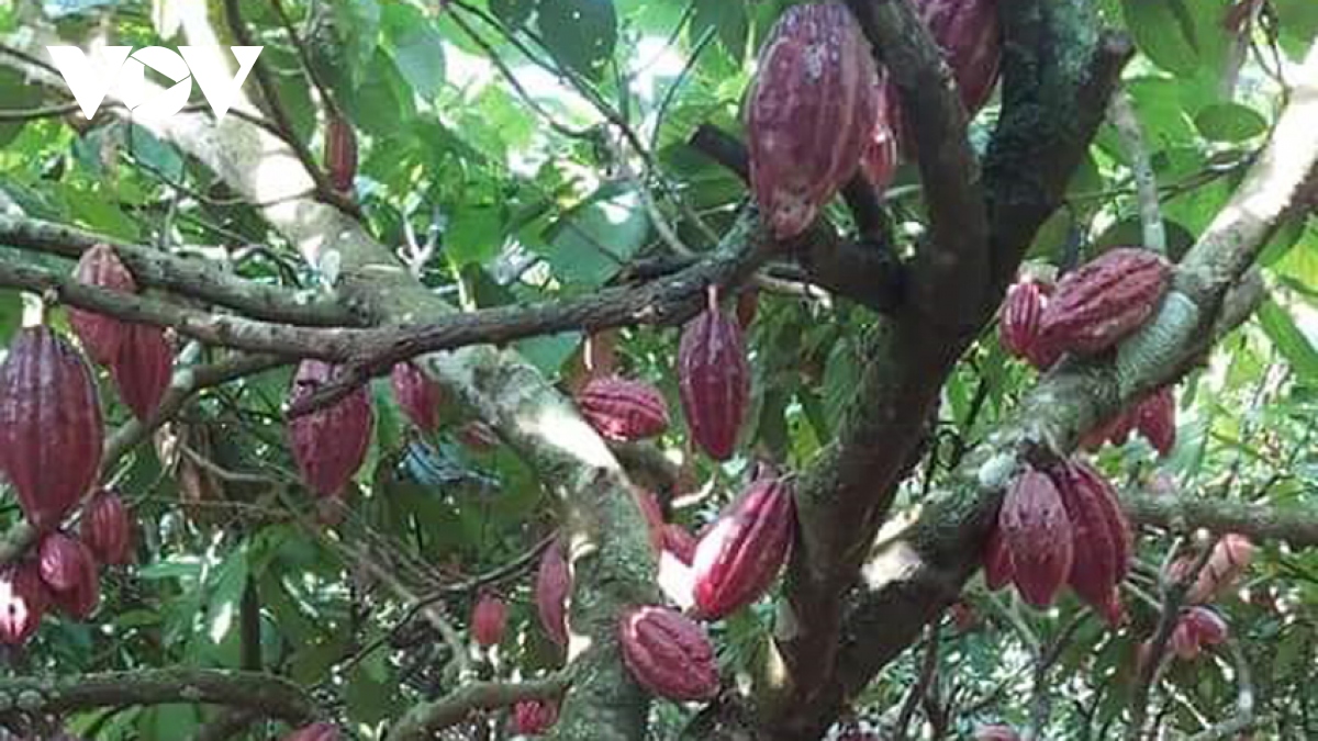 Cacao Đắk Lắk trước “cơ hội vàng” để hồi sinh phát triển