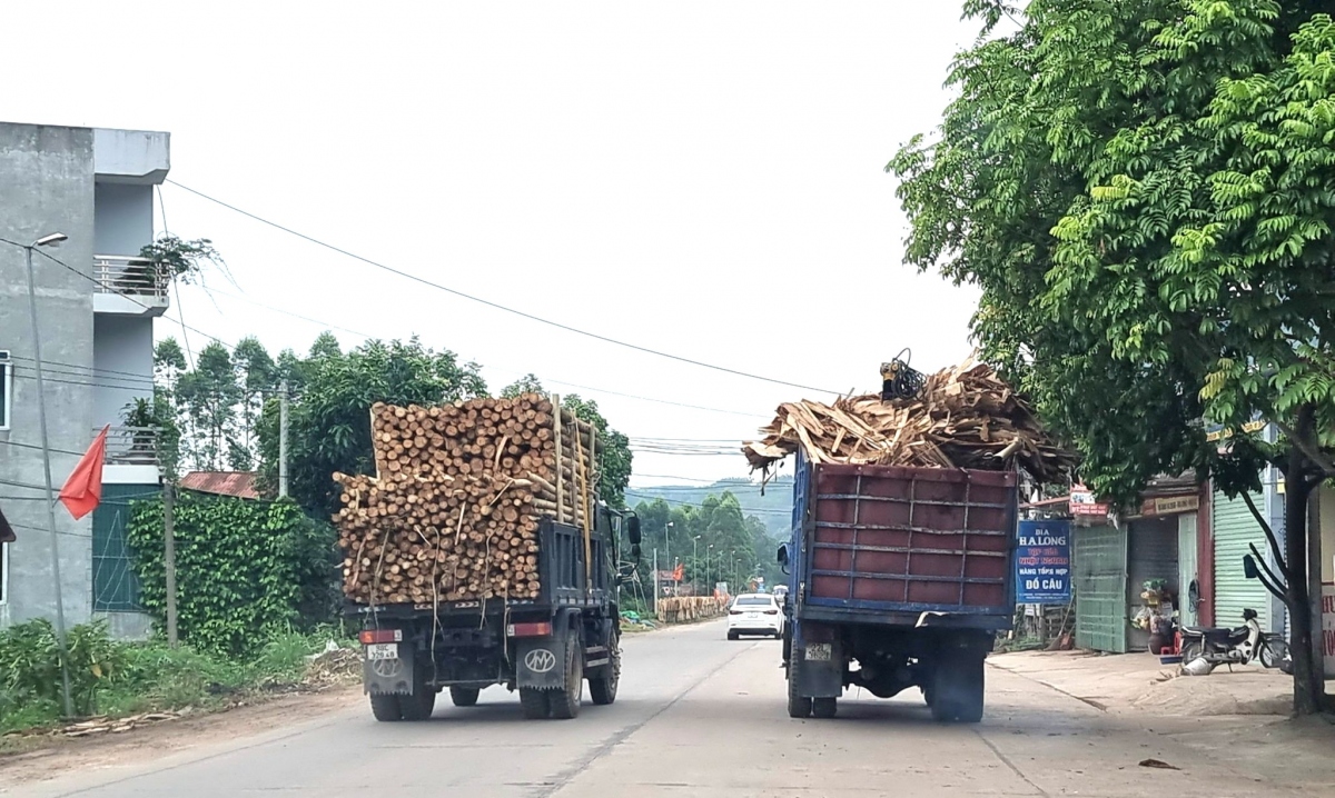 Xử lý hoạt động vận chuyển gỗ gây mất ATGT ở Bắc Giang