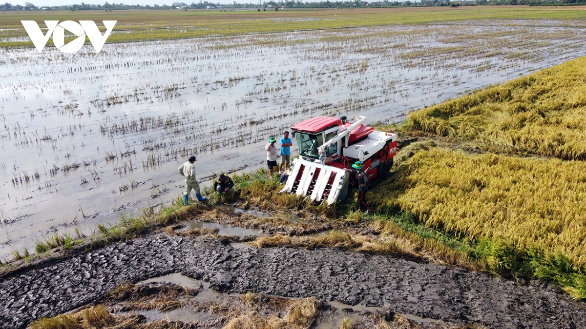 Kỳ vọng từ mô hình sản xuất lúa giảm phát thải tại vùng đất Sen Hồng
