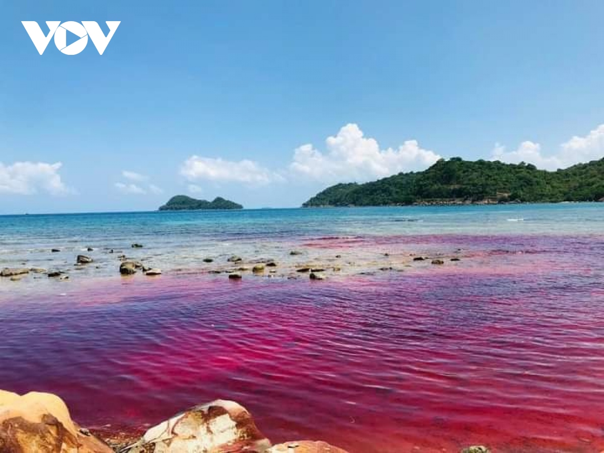 Thủy triều đỏ rộng gần 1.000m2 xuất hiện tại đảo xa Thổ Châu (Kiên Giang)