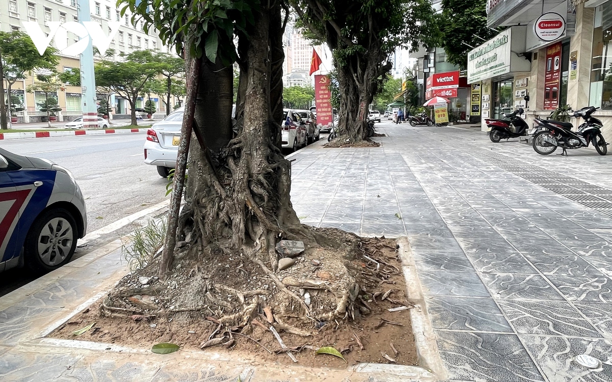 Loạt cây xanh bật rễ, tiềm ẩn nguy hiểm với người dân khi mùa mưa bão đến