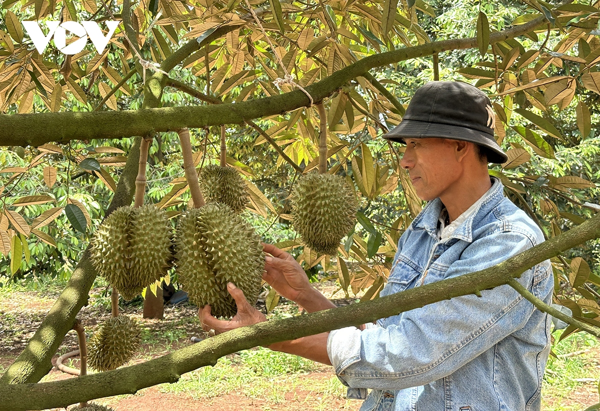 Lo ngại từ việc ồ ạt phát triển sầu riêng tại Đắk Lắk