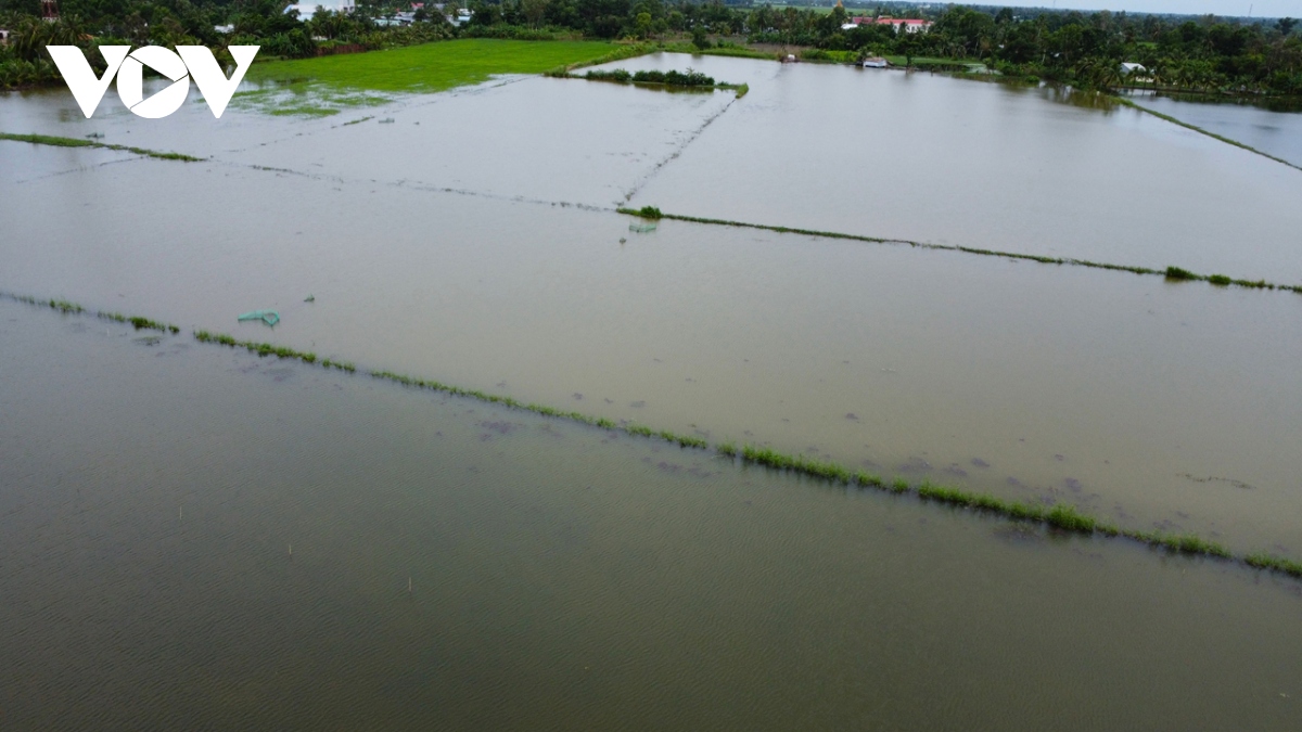 Hàng trăm ha lúa của nông dân Cà Mau chìm trong nước
