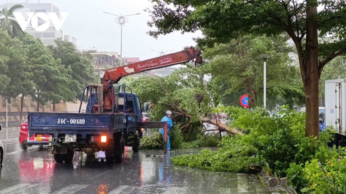 Bão số 2 làm gãy đổ nhiều cây xanh ở Quảng Ninh