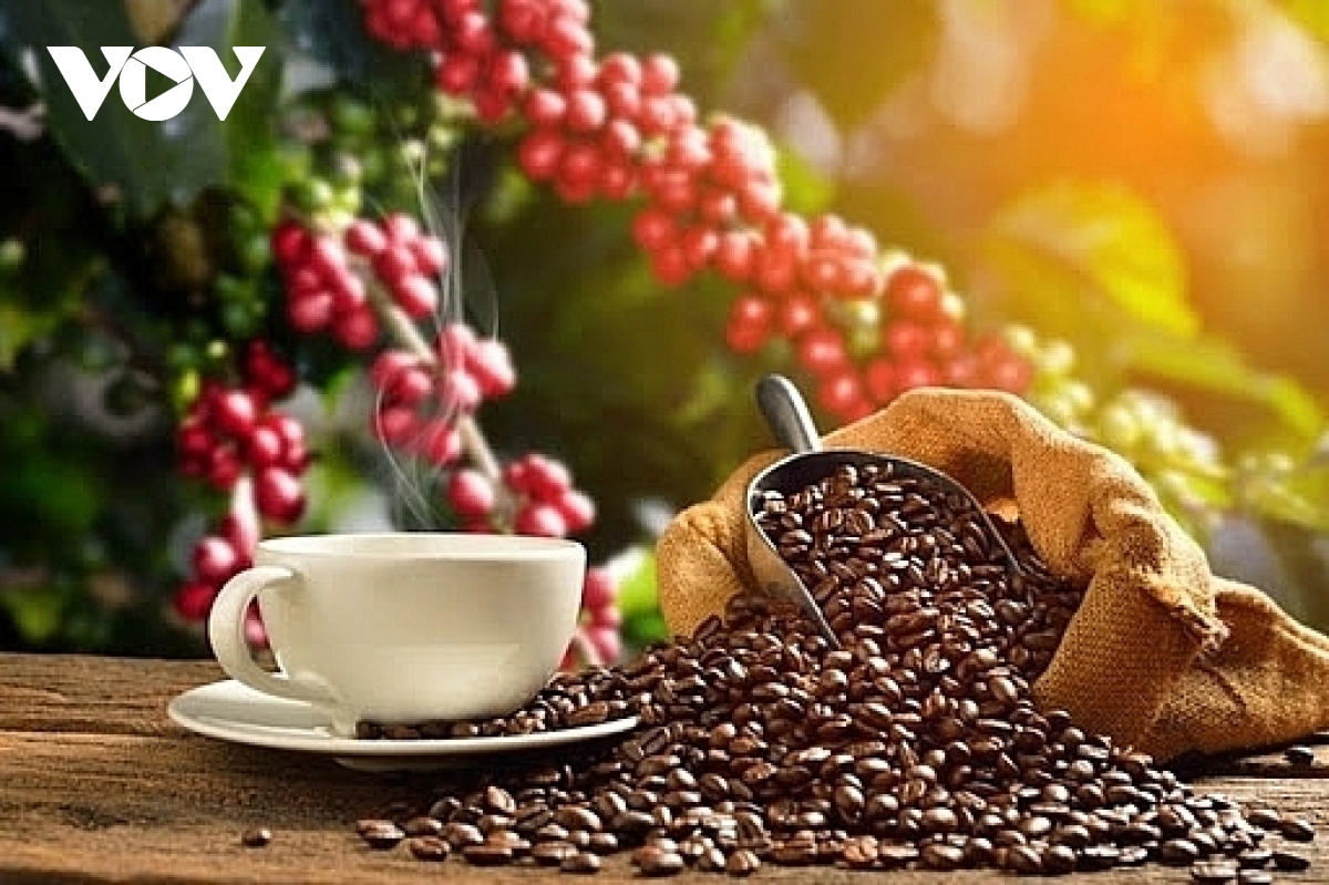 Giá cà phê hôm nay 27/7: Cà phê trong nước thu mua cao nhất 125.500 đồng/kg
