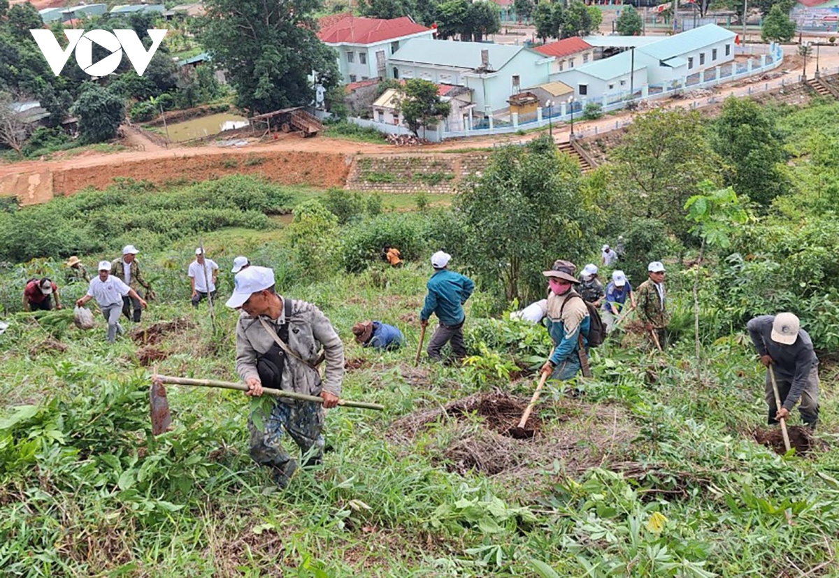 Hộ gia đình trồng rừng, phát triển lâm nghiệp ở Kon Tum chưa được hỗ trợ gạo