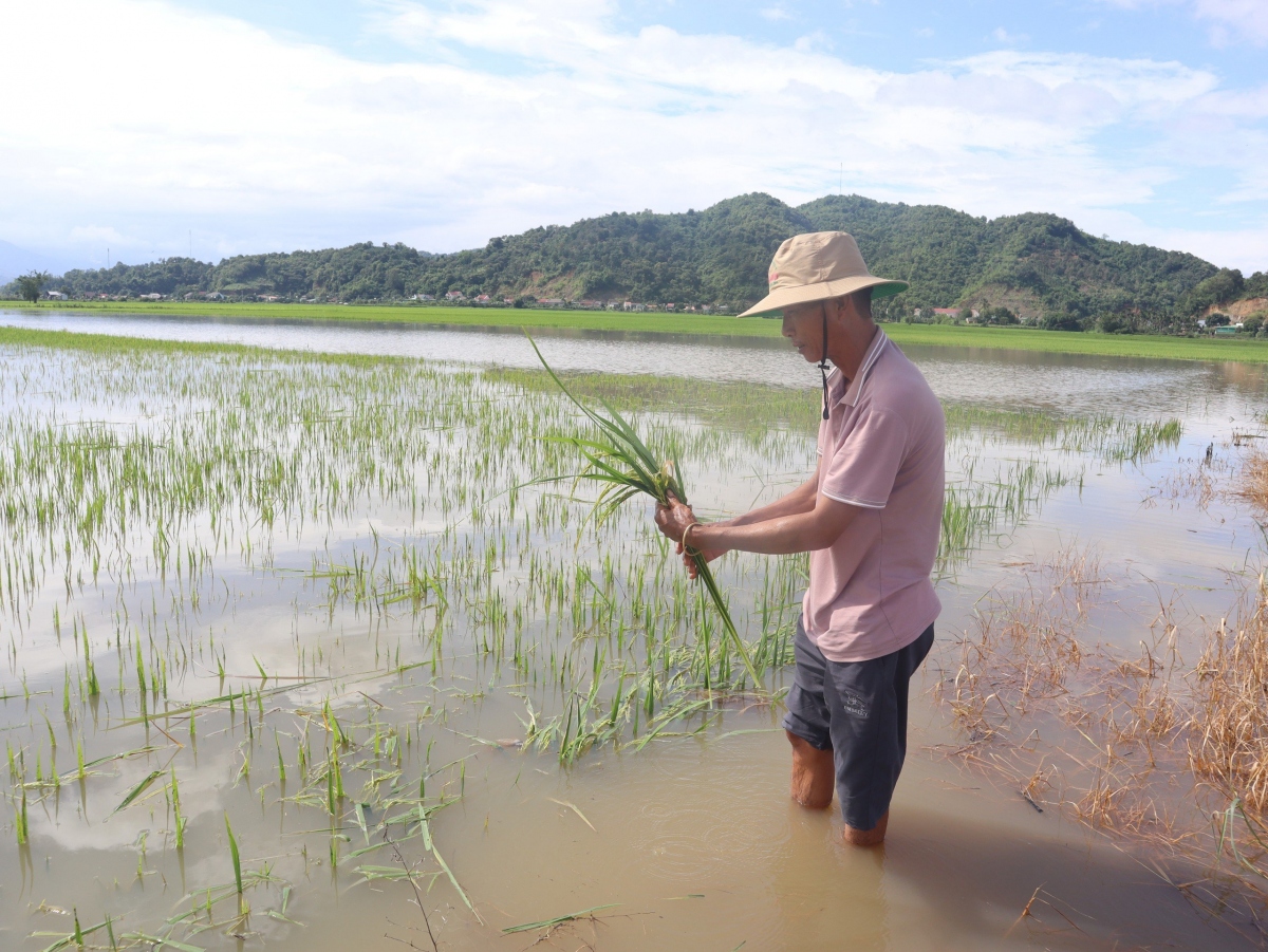 Hàng trăm ha lúa ở Đắk Lắk có nguy cơ mất trắng do mưa lớn kéo dài