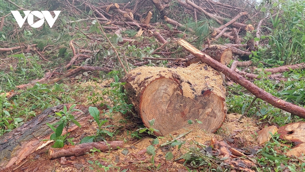 Vụ phá rừng thông trên đỉnh đèo Pha Đin: Vi phạm ở khung xử phạt hành chính