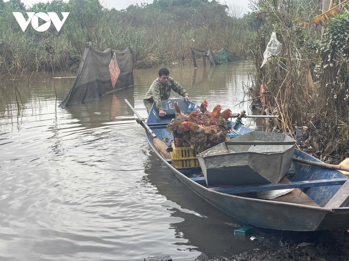 Nước sông Hồng dâng cao, người dân bãi giữa “vượt lũ” đi làm