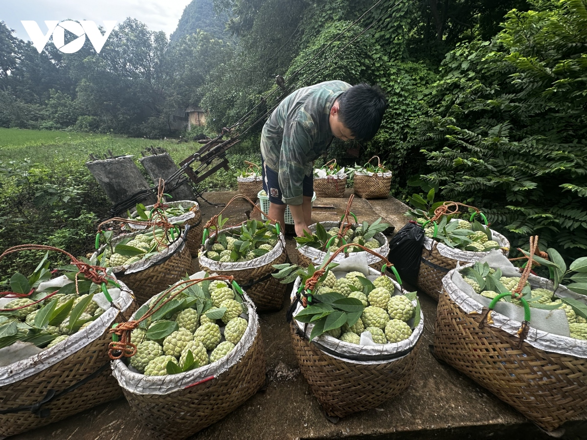 Vùng na Chi Lăng vào chính vụ