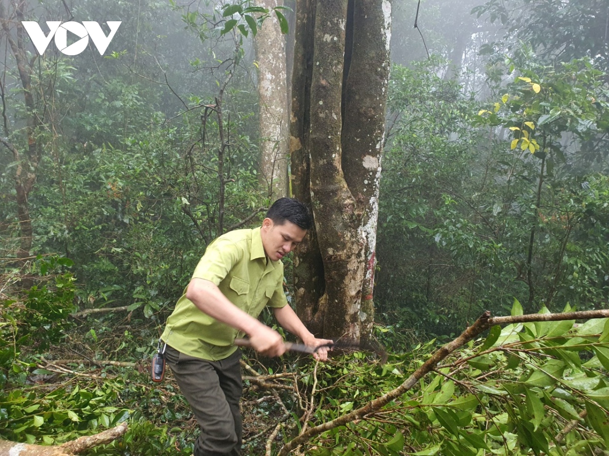 Bình Định xây dựng Nhà máy sản xuất trà "tiến vua" ở vùng cao An Toàn