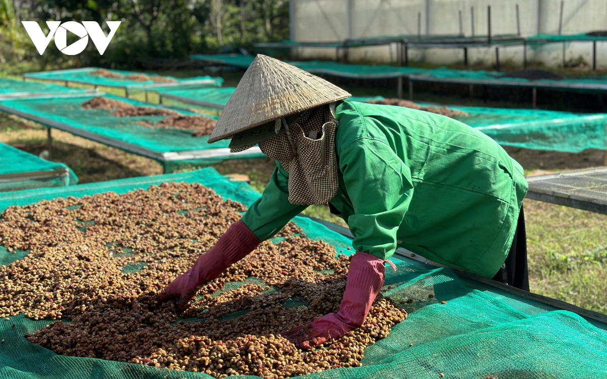 Giá cà phê hôm nay 30/8: Cà phê trong nước tăng 400 đồng/kg