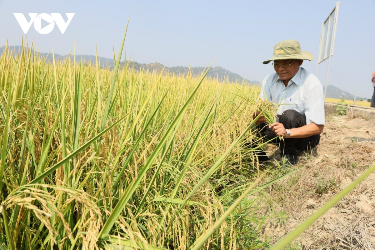 Đắk Lắk bán thành công gần 17 tấn khí giảm phát thải (CO2e) trên lúa