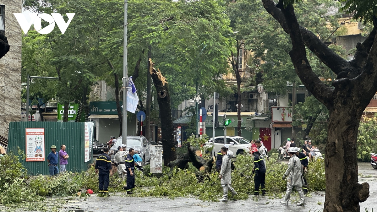 Hà Nội sẽ thu dọn cây đổ trong 24h