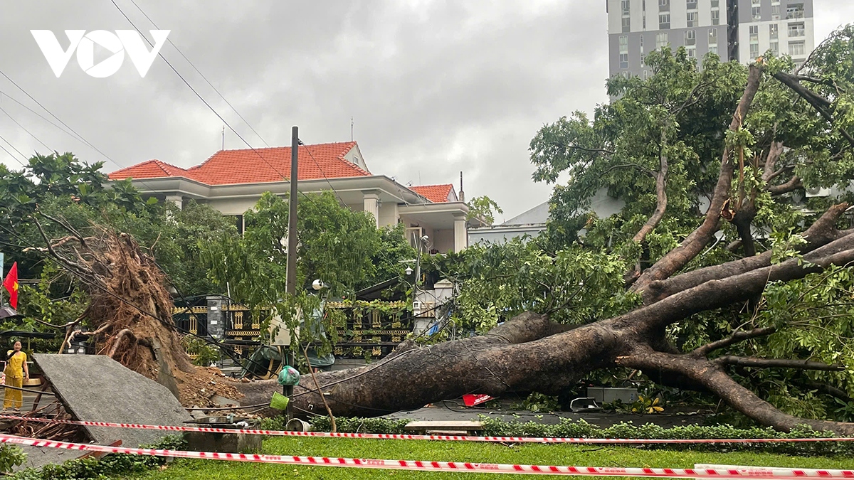 Mưa dông quật ngã cây to và trụ điện