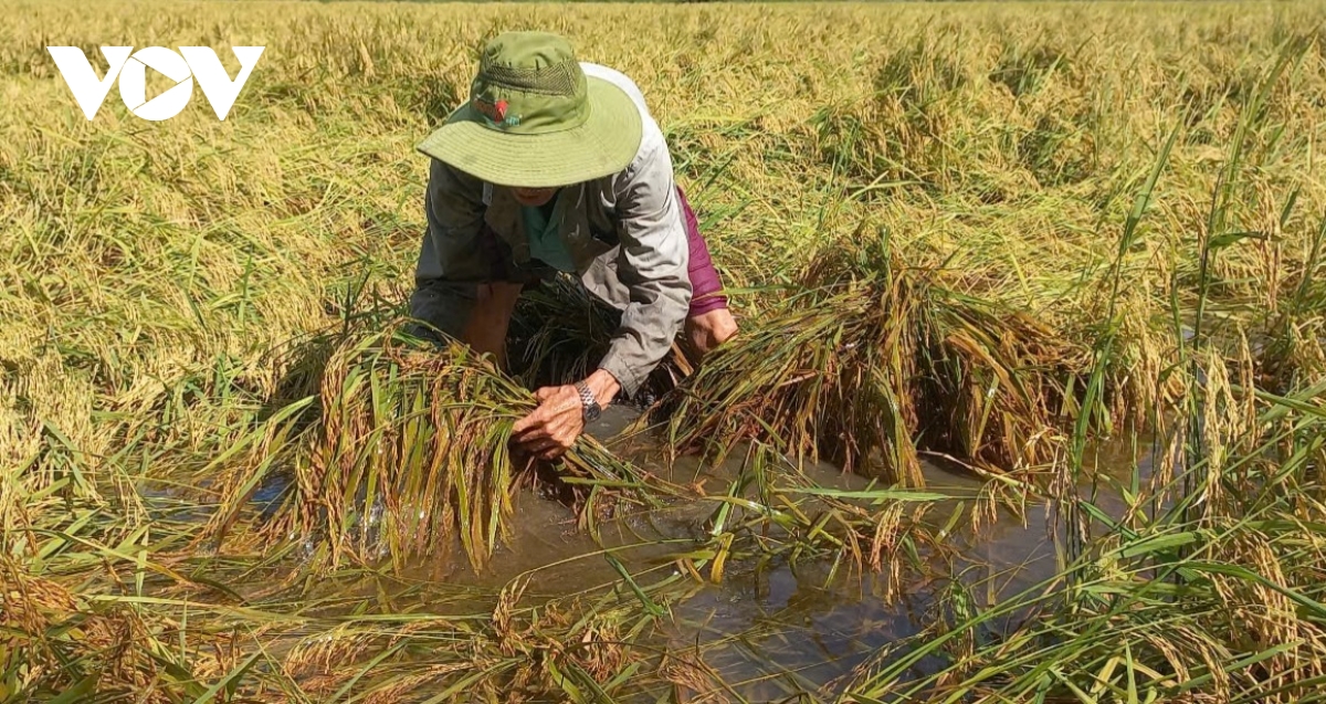 Lúa Thu Đông đổ ngã do mưa dông, nông dân Hậu Giang thiệt hại đủ đường