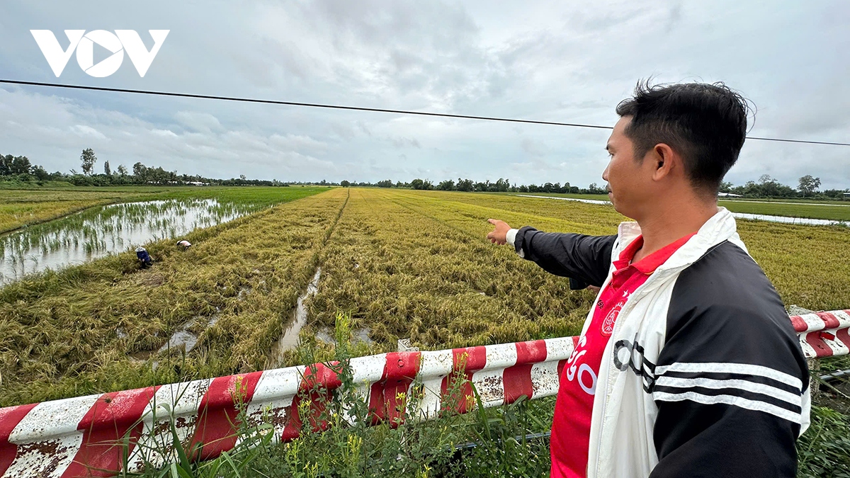 Nông dân Cần Thơ “ngóng” máy cắt lúa mùa mưa