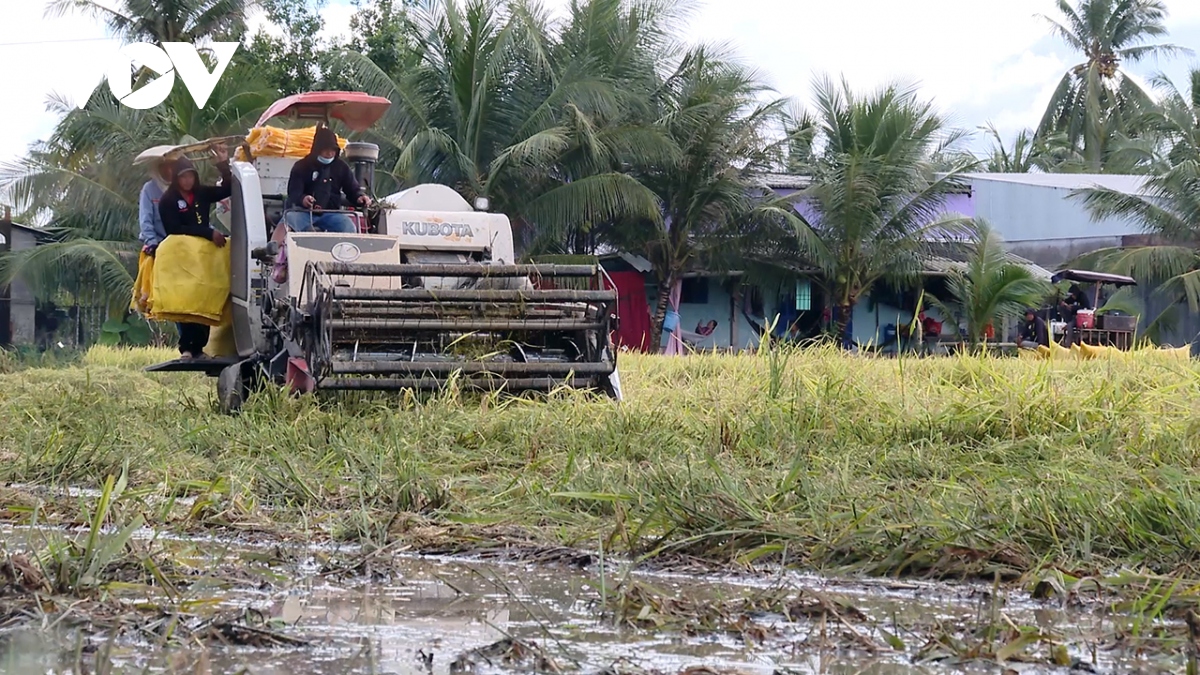 Bạc Liêu kêu gọi hỗ trợ nông dân thu hoạch dứt điểm lúa vụ Hè Thu