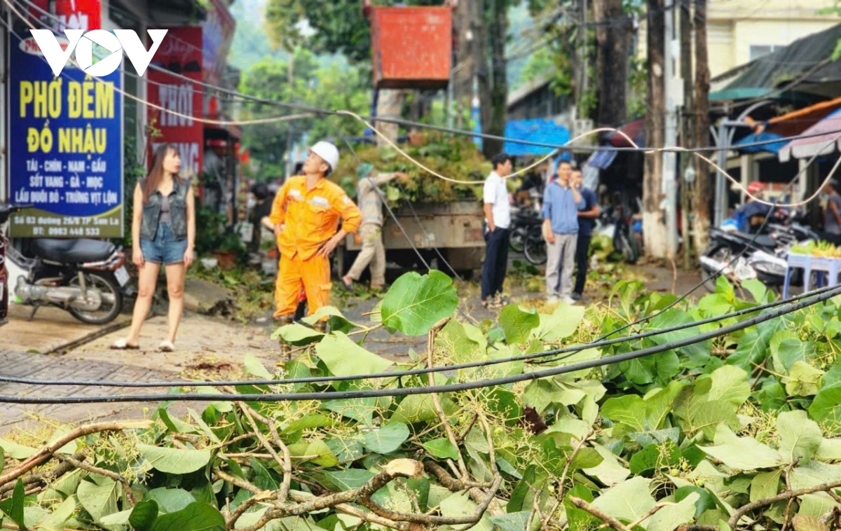 Mưa gió lớn, nhiều cây cổ thụ gãy đổ ở thành phố Sơn La