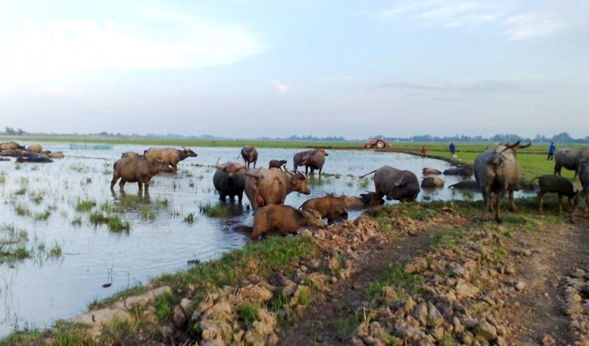 Nước tràn đồng, nhớ mùa len trâu