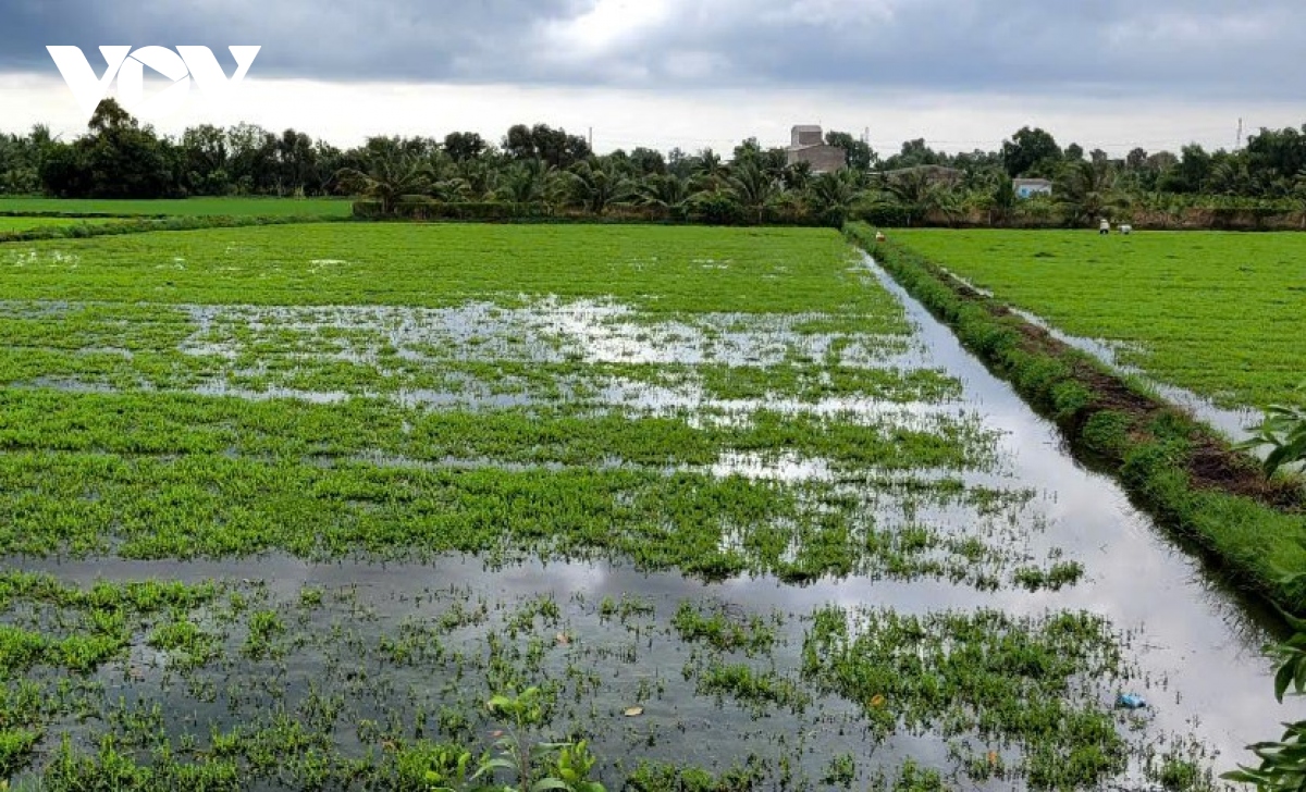 Tiền Giang: Mưa to gây thiệt hại nhiều nhà dân, làm ngập nước trên diện rộng