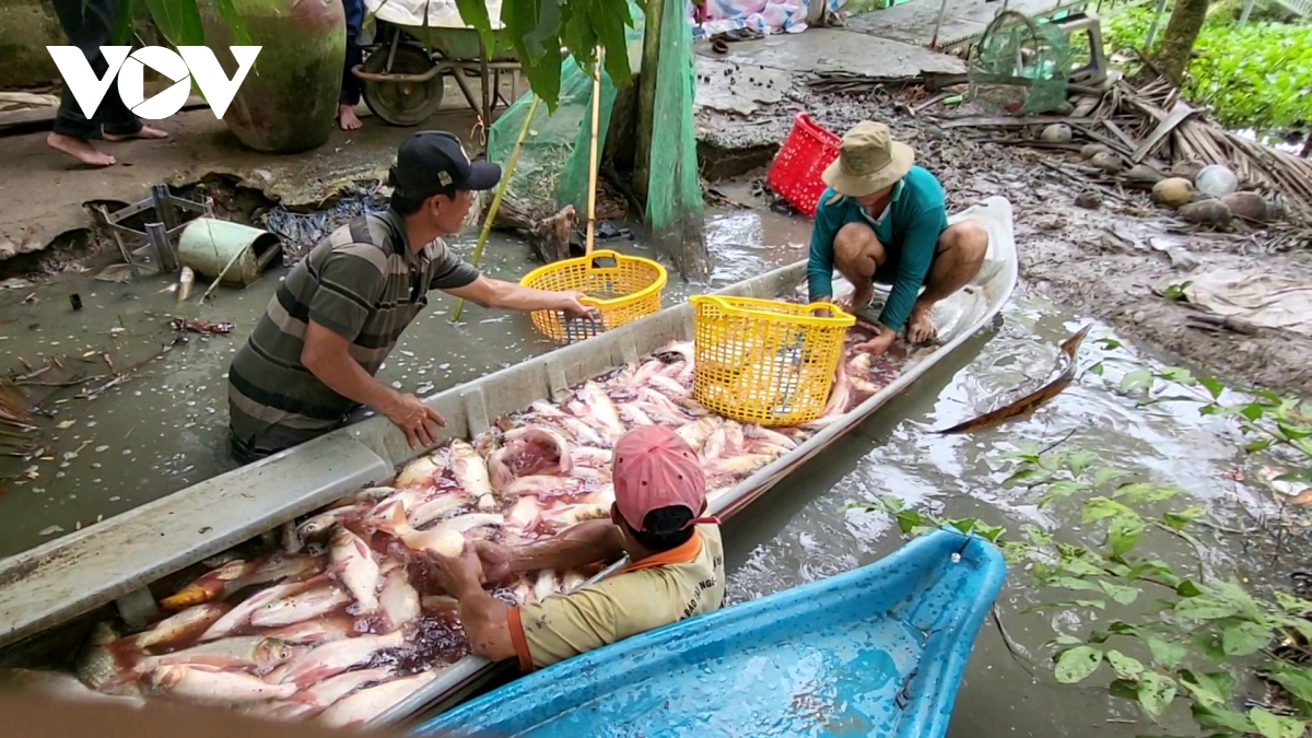 Mùa nước nổi- Mùa thả cá lên đồng