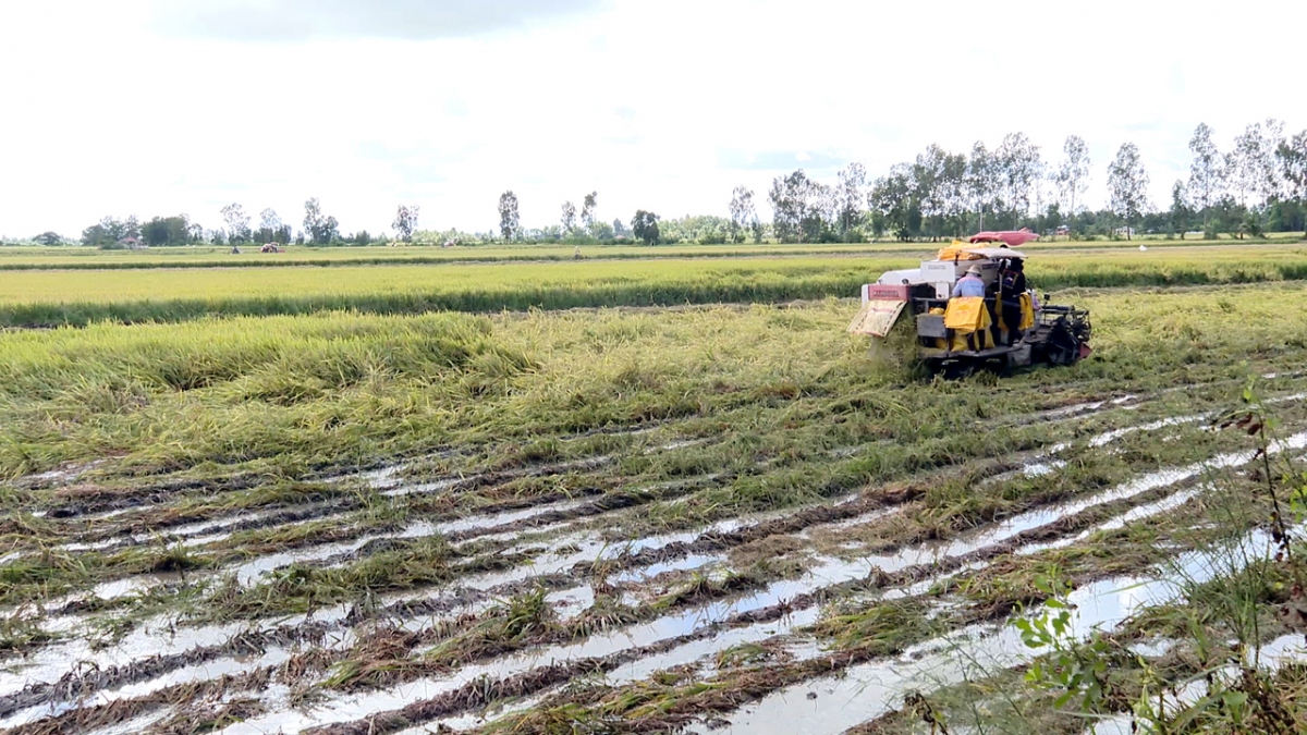 Hơn 12.600 ha lúa Hè Thu ở Bạc Liêu bị đổ ngã, gần 220ha bị mất trắng