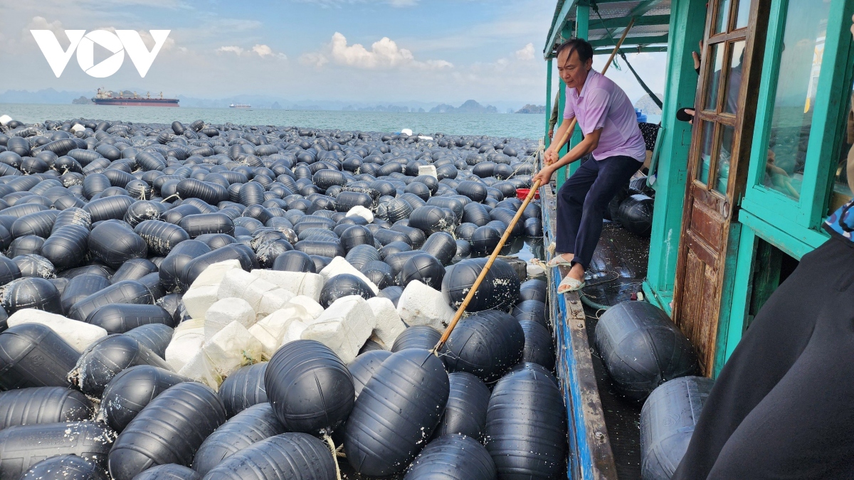 Nương nhờ vào biển, khôi phục diện tích thủy hải sản