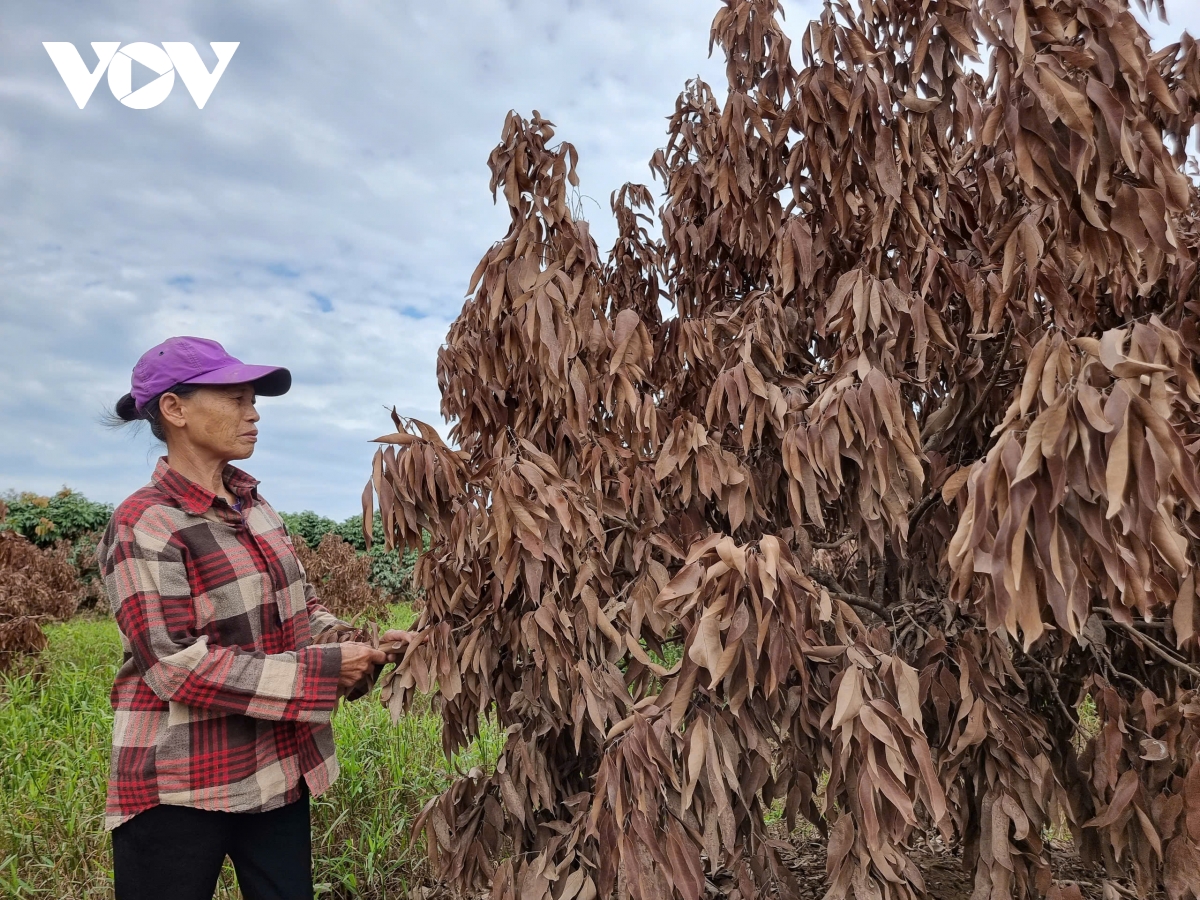 Cây ăn quả chết hàng loạt sau bão lũ, nông dân Lục Ngạn (Bắc Giang) điêu đứng